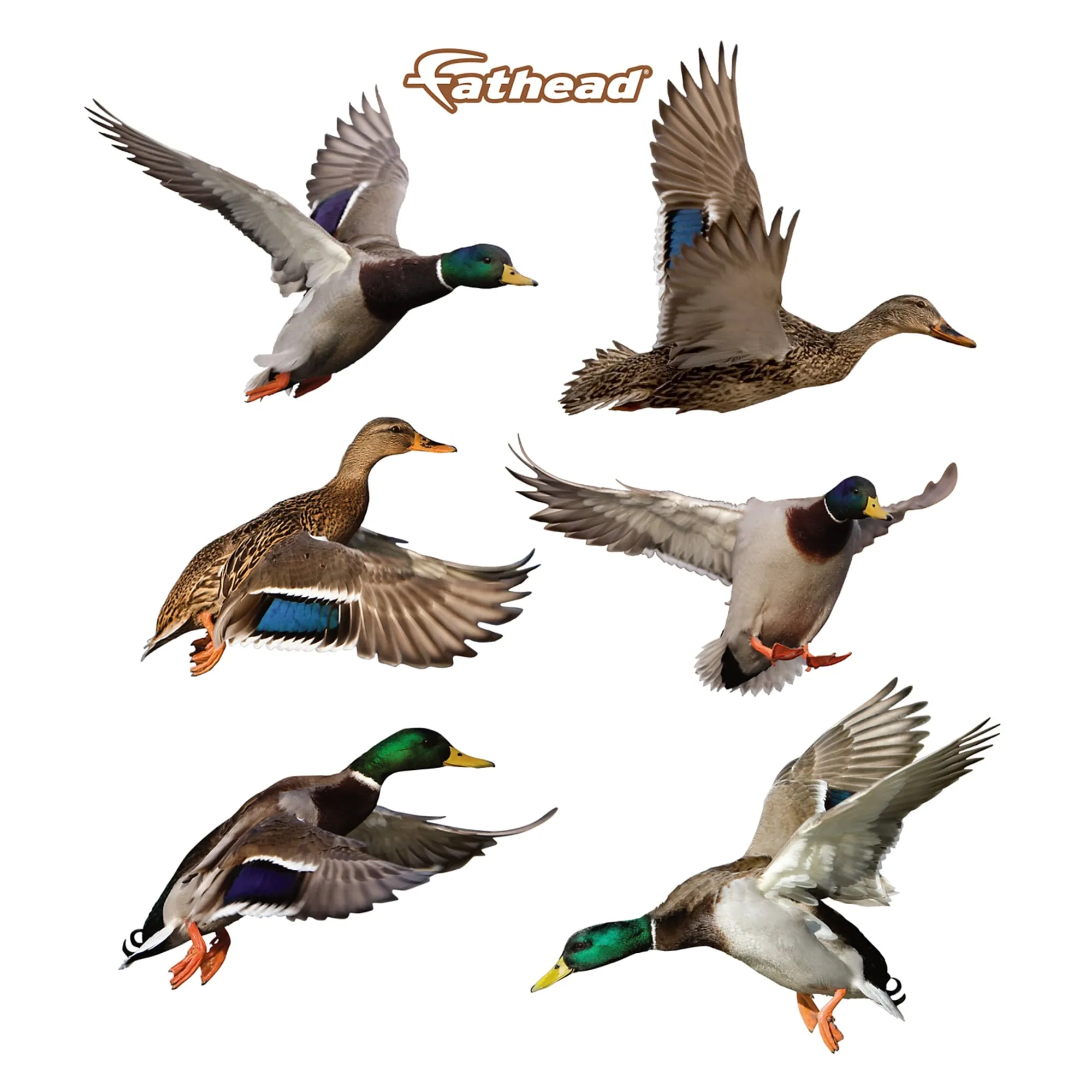 Animals: Ducks         -   Removable     Adhesive Decal