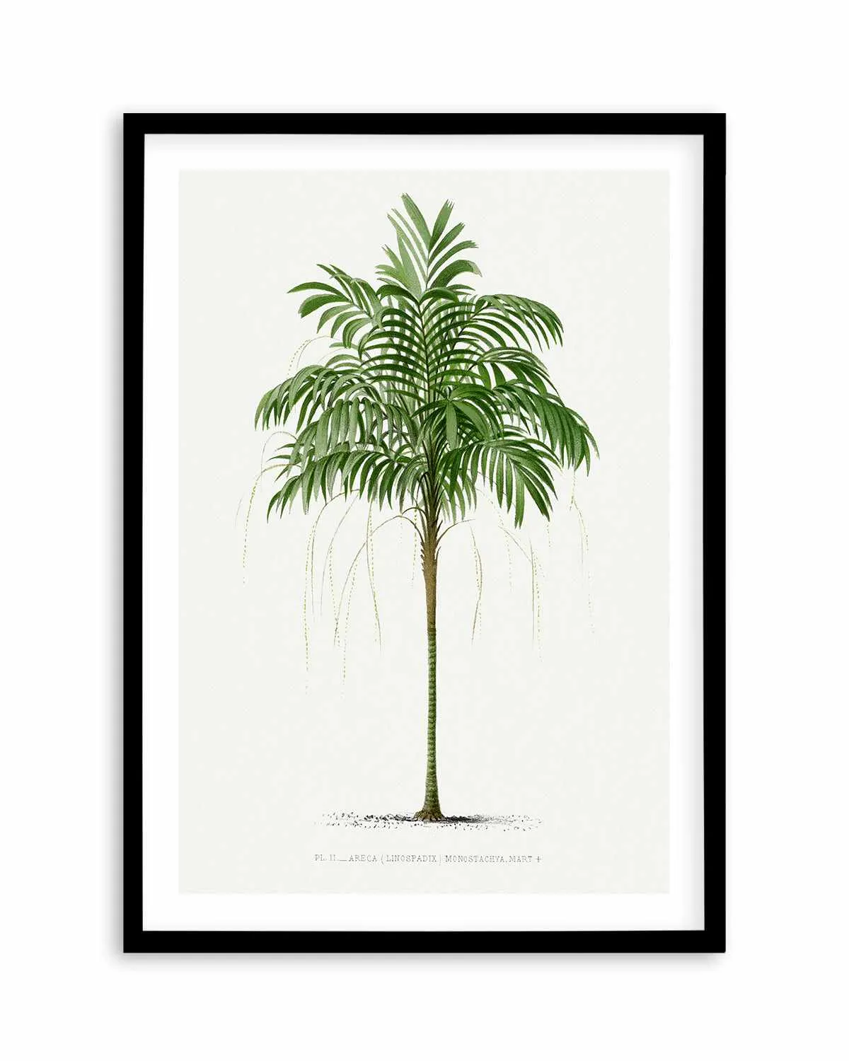 Areca Monostachya Vintage Palm Poster Art Print