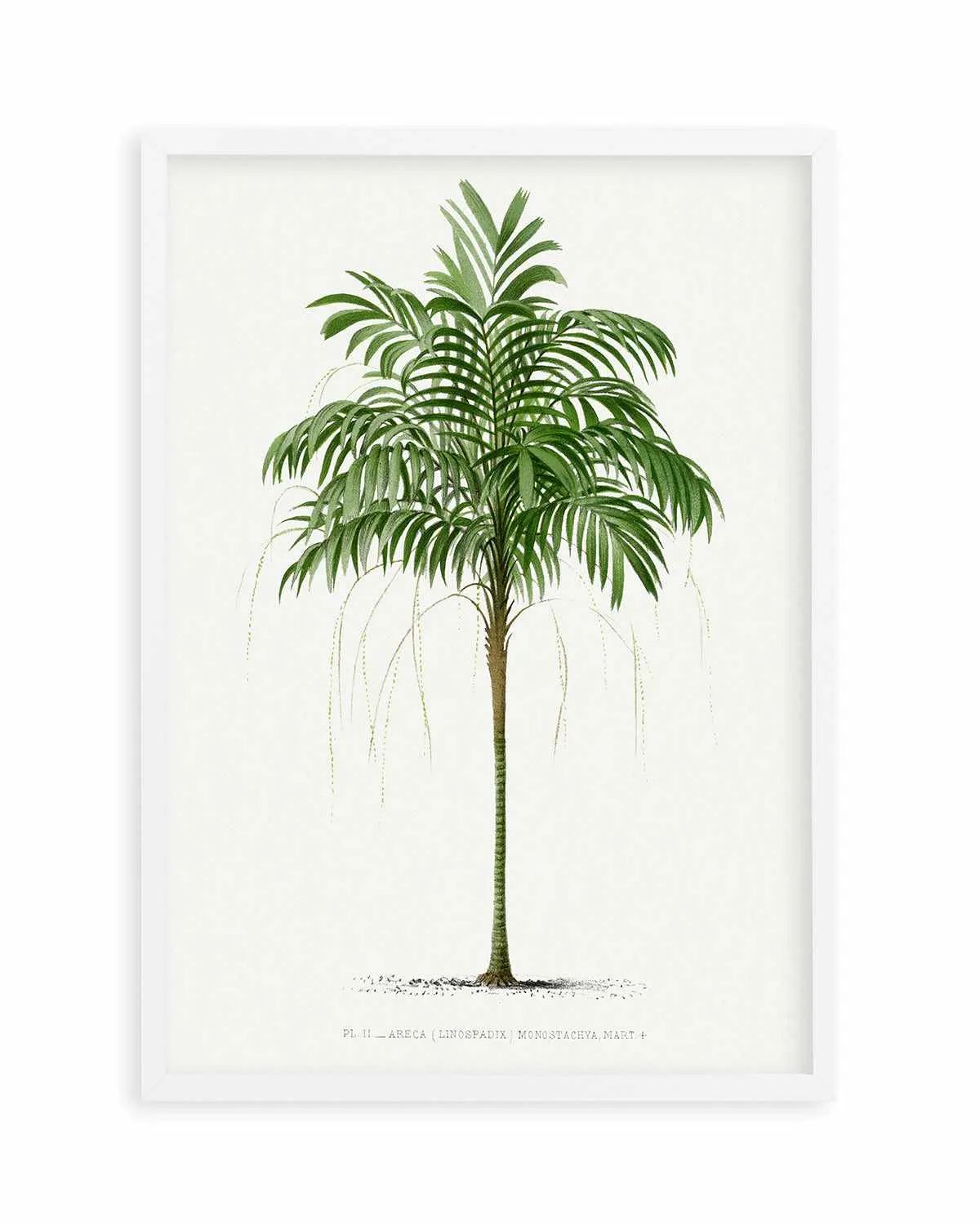 Areca Monostachya Vintage Palm Poster Art Print