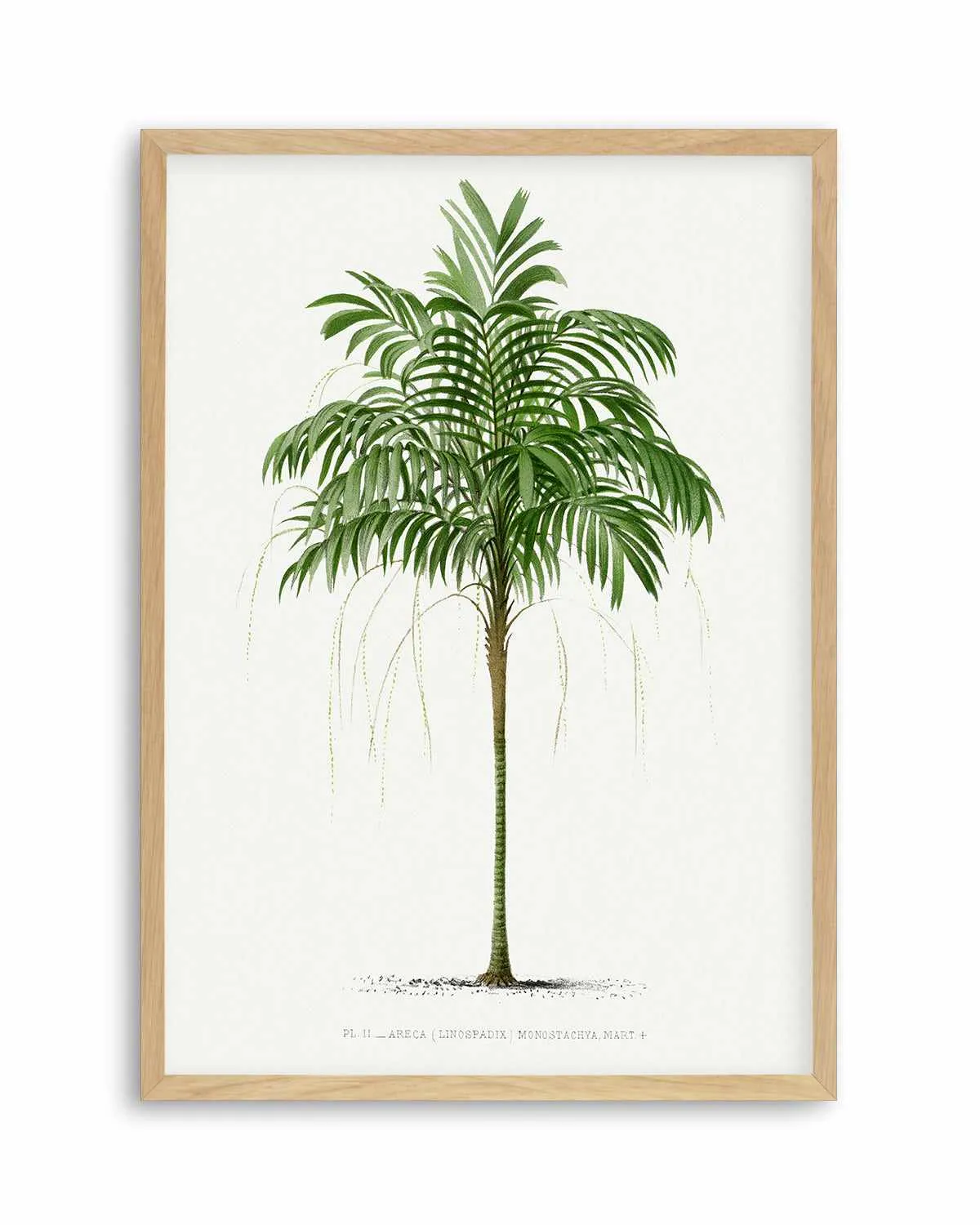 Areca Monostachya Vintage Palm Poster Art Print