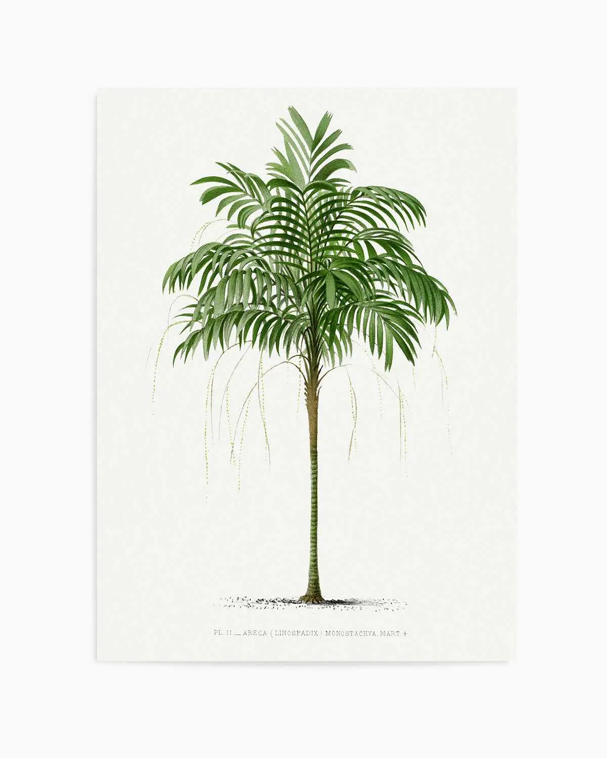 Areca Monostachya Vintage Palm Poster Art Print