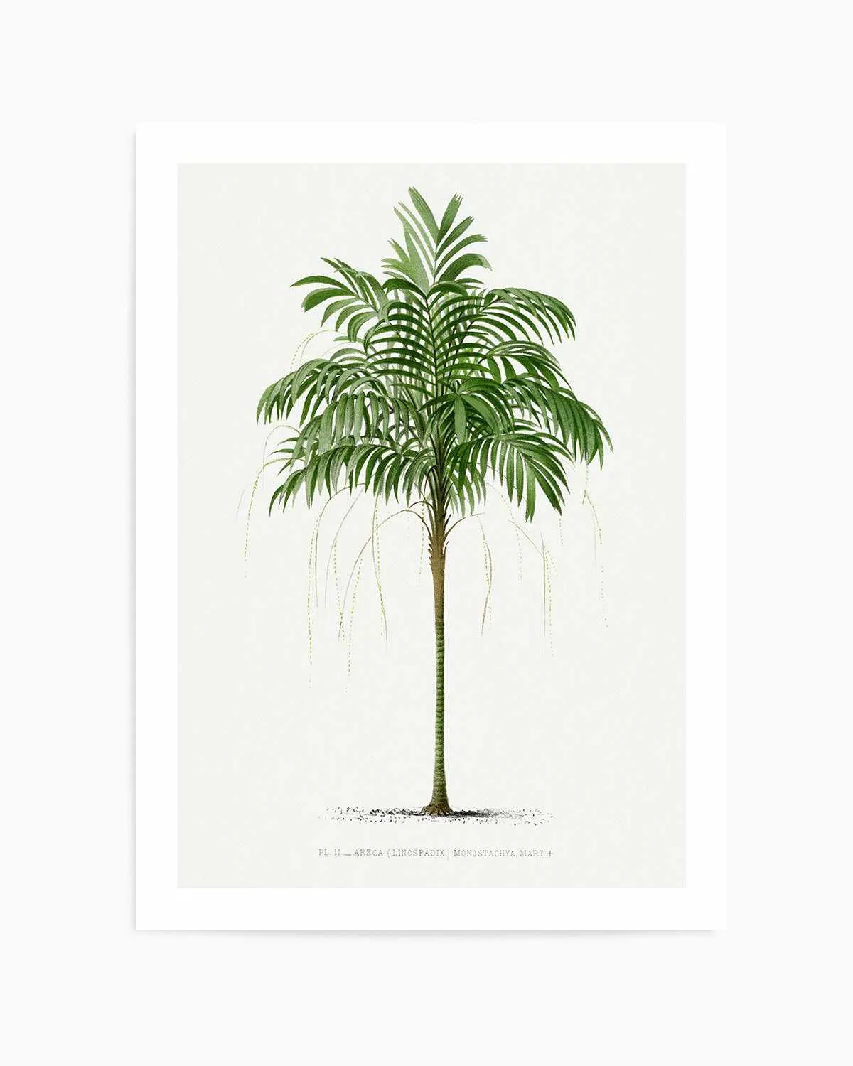 Areca Monostachya Vintage Palm Poster Art Print