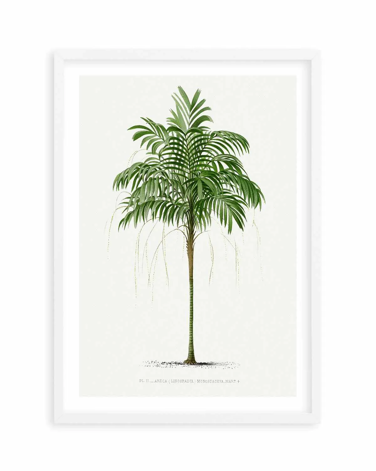 Areca Monostachya Vintage Palm Poster Art Print