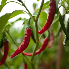 Cayenne Pepper Seed Pack