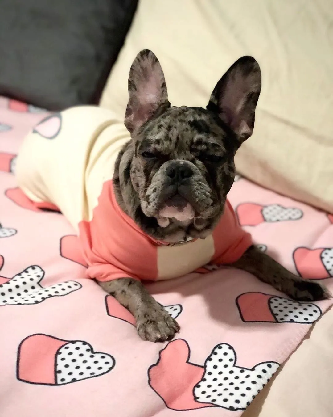 Frenchie Blanket | Frenchiestore | I Heart Frenchie