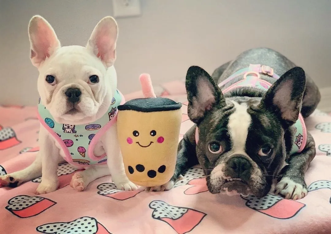 Frenchie Blanket | Frenchiestore | I Heart Frenchie