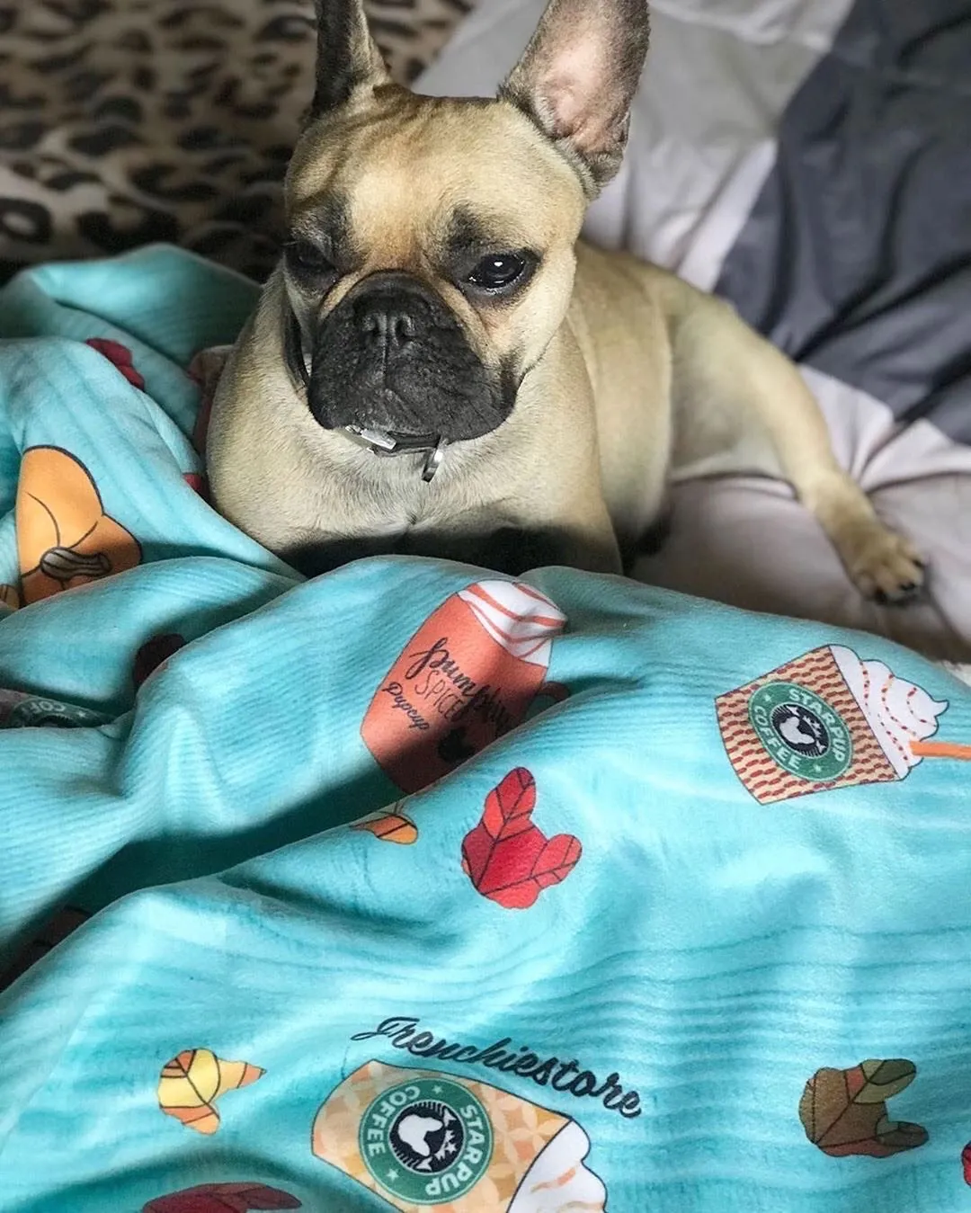 Frenchie Blanket | Frenchiestore | Pumpkin Spice Pupcup