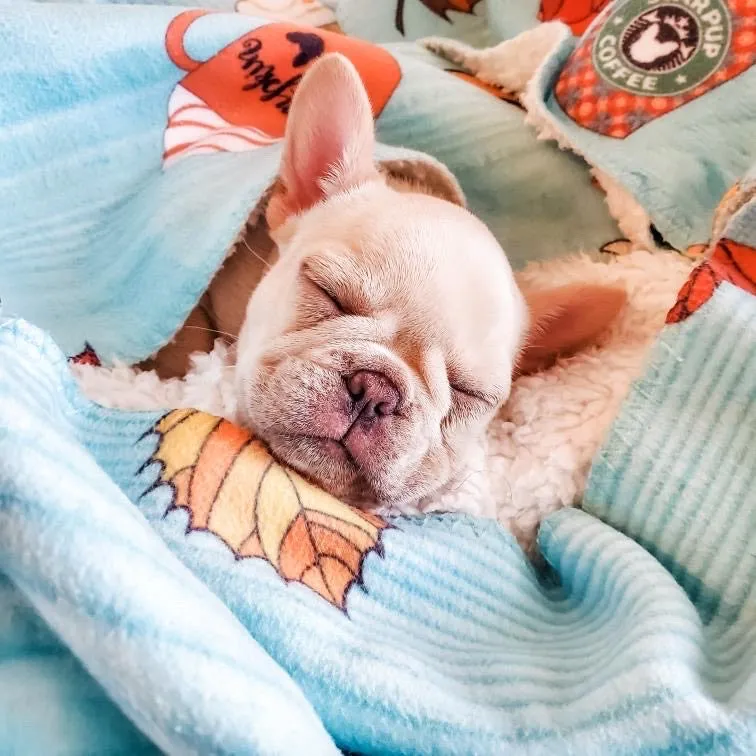 Frenchie Blanket | Frenchiestore | Pumpkin Spice Pupcup