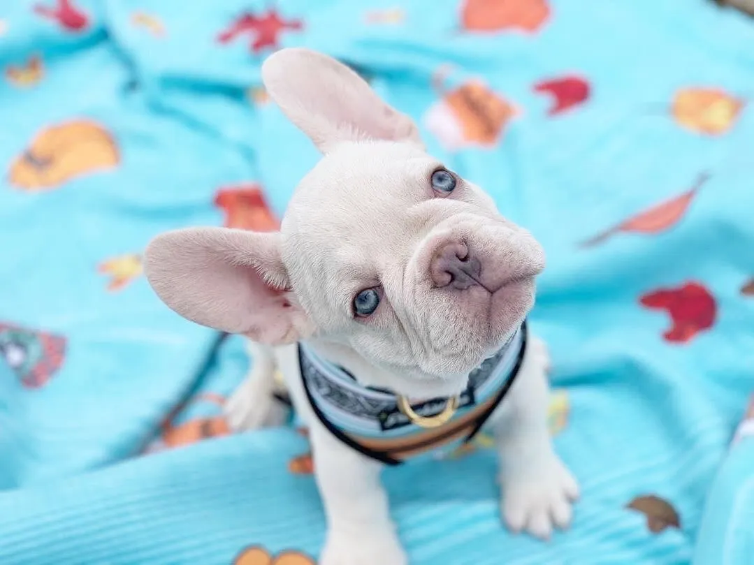 Frenchie Blanket | Frenchiestore | Pumpkin Spice Pupcup