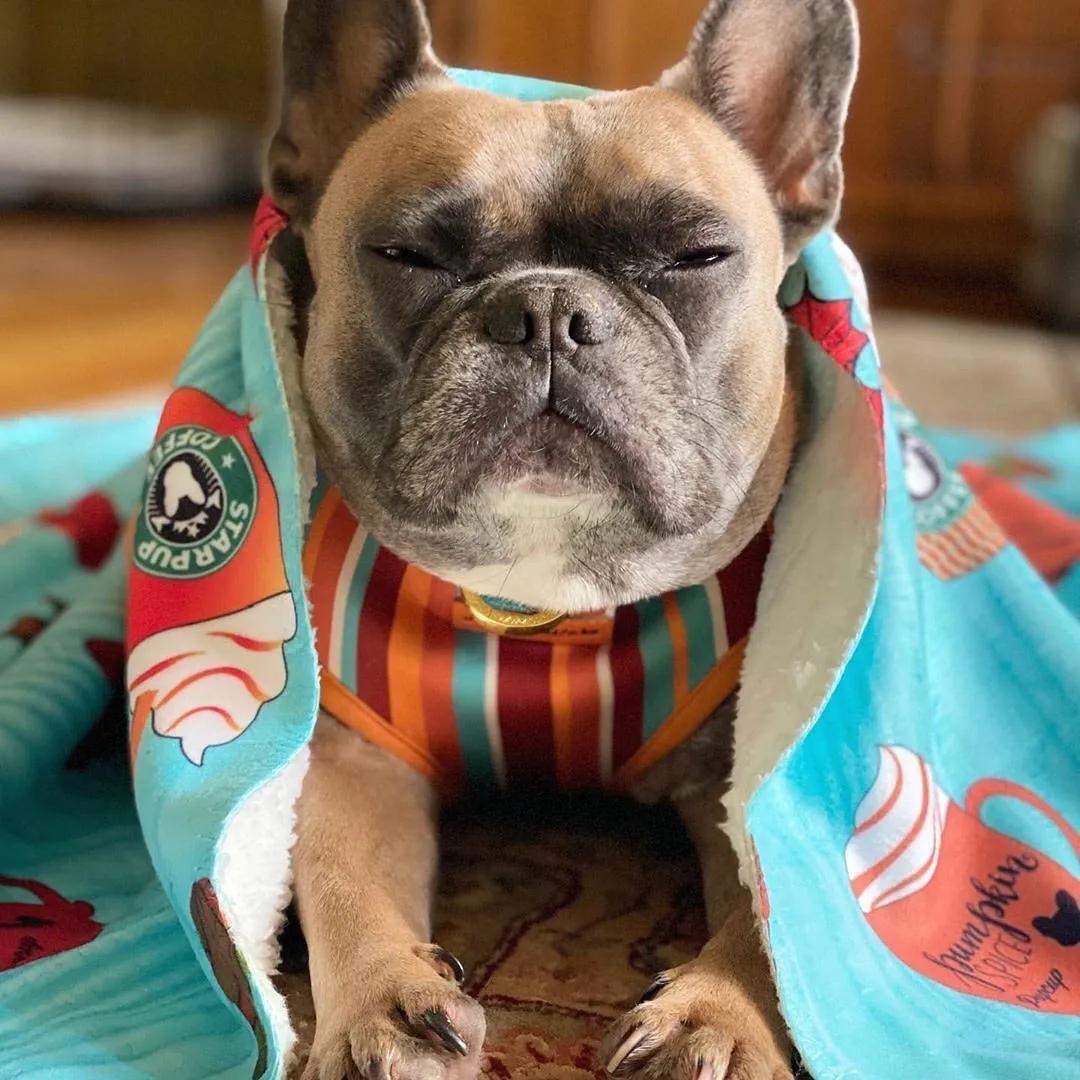 Frenchie Blanket | Frenchiestore | Pumpkin Spice Pupcup