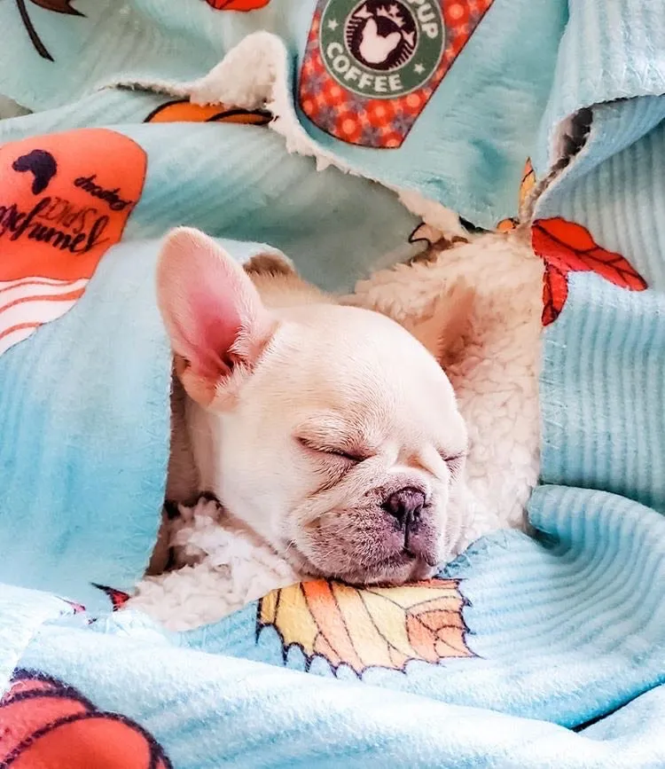 Frenchie Blanket | Frenchiestore | Pumpkin Spice Pupcup