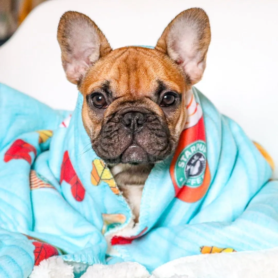 Frenchie Blanket | Frenchiestore | Pumpkin Spice Pupcup