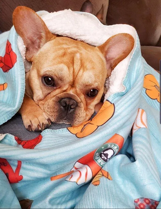 Frenchie Blanket | Frenchiestore | Pumpkin Spice Pupcup