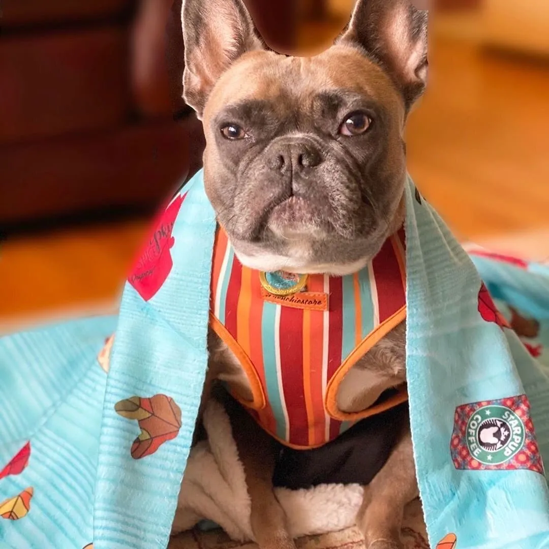 Frenchie Blanket | Frenchiestore | Pumpkin Spice Pupcup