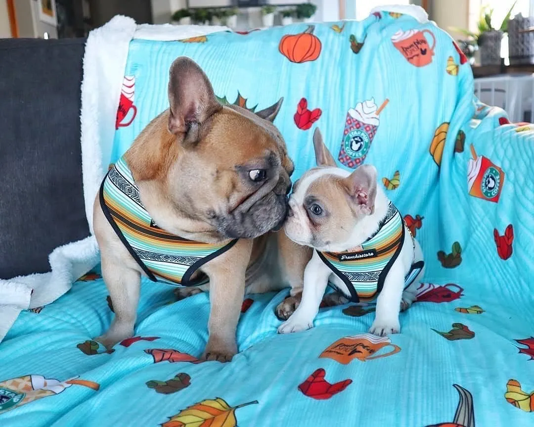 Frenchie Blanket | Frenchiestore | Pumpkin Spice Pupcup