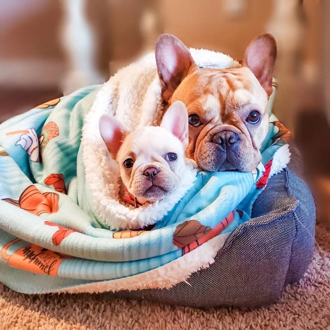 Frenchie Blanket | Frenchiestore | Pumpkin Spice Pupcup