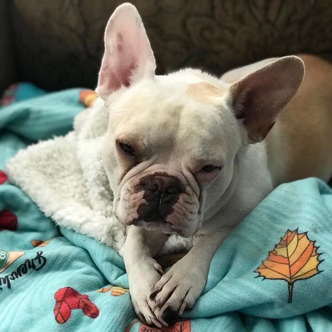 Frenchie Blanket | Frenchiestore | Pumpkin Spice Pupcup