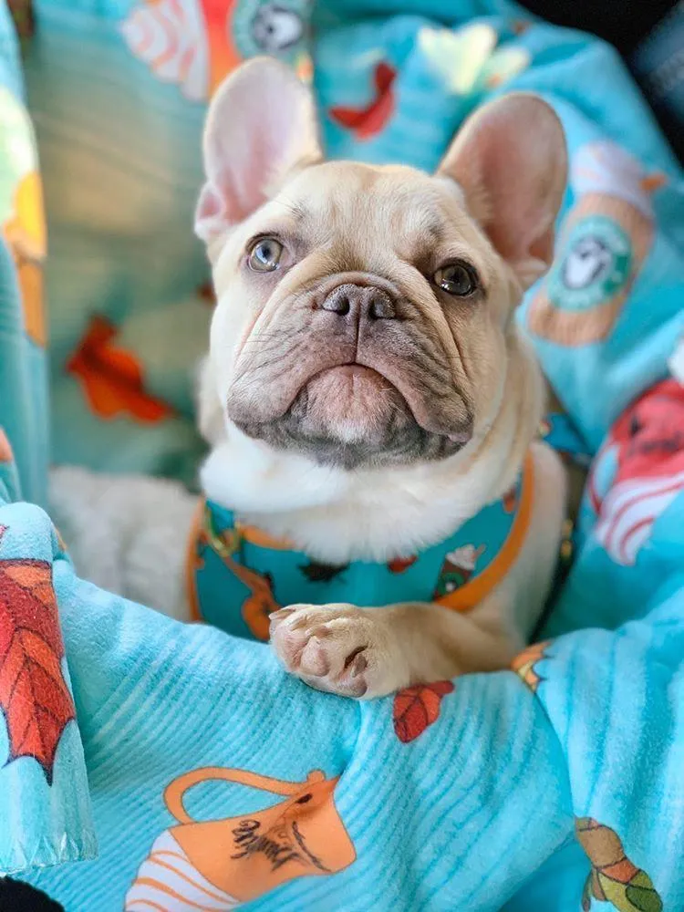 Frenchie Blanket | Frenchiestore | Pumpkin Spice Pupcup