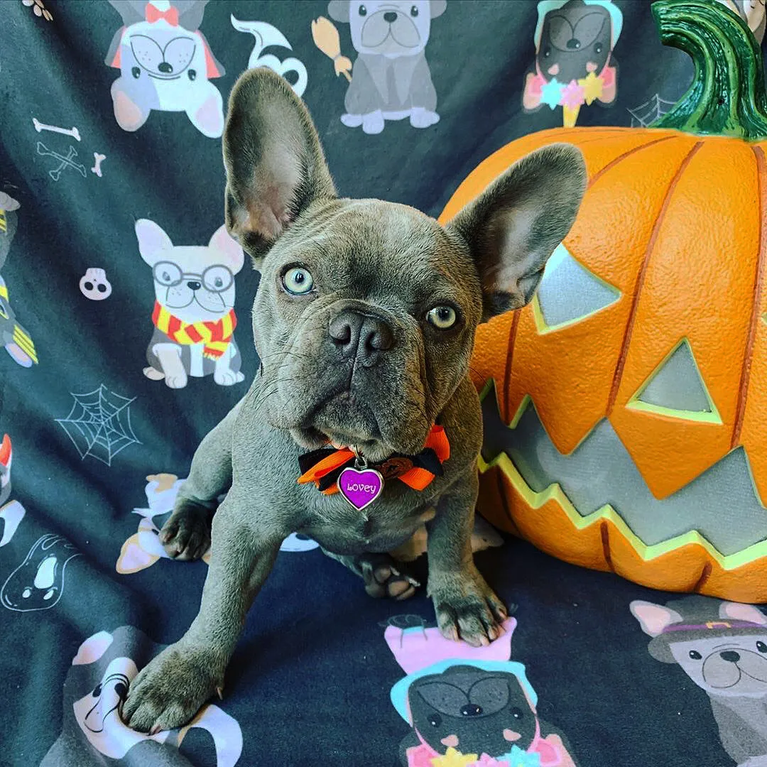 Frenchie Halloween Blanket | French Bulldogs in costumes