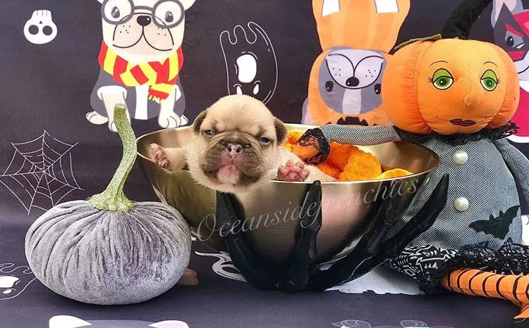 Frenchie Halloween Blanket | French Bulldogs in costumes