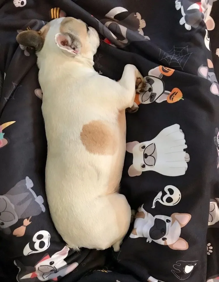 Frenchie Halloween Blanket | French Bulldogs in costumes