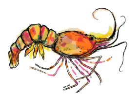 Shrimp Art Print